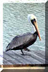 pelican1.jpg (39114 bytes)