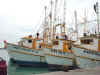 shrimpboatsmaz2.jpg (30216 bytes)